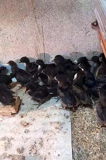 cuce satilir: Куриные цыплята, Для разведения — 2