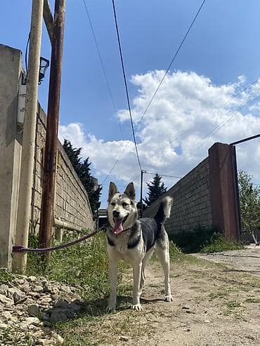 heyvanlar: Xaski, 1 il, Dişi, Peyvəndli — 1