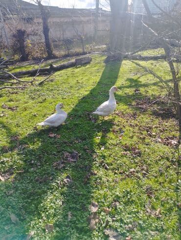 pekin ördək: Salam super damazliq ve kesimlik ucun agir heyvanlardi ag krasnadarlar — 3