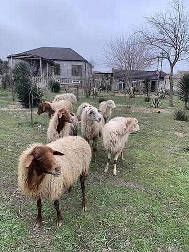 at satsi: Boğaz qoyunlar satılır — 2