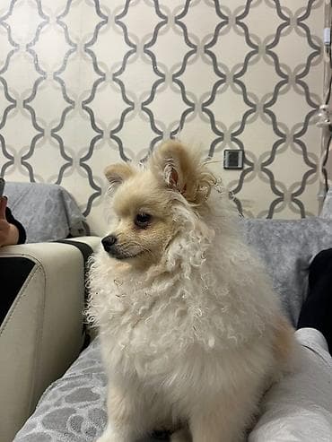 itlerin satiwi: Şpitz, 6 ay, Dişi, Peyvəndli, Ünvandan götürmə, Ödənişli çatdırılma, Rayonlara çatdırılma — 2