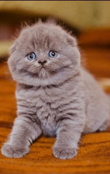 Şotland yastı qulaq