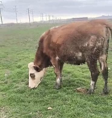 Dişi balaynan 1 ci qarin duye 8-10 südü var