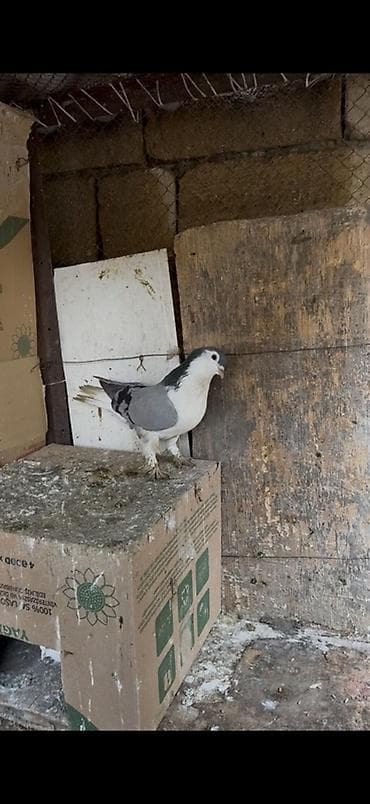 Göy qizgin delfin erkey satilir