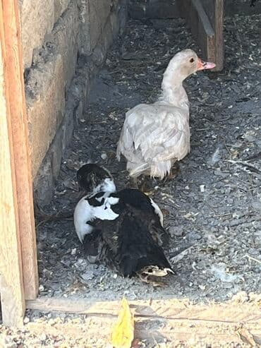 ucuz toyug: Erkək, | Lal ördək, Ətlik, Ödənişli çatdırılma — 2