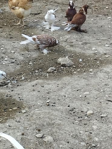 dekarativ quslar: Satılır – dekorativ göyərçinlər (çeşidli rənglər) Xüsusiyyətlər: - — 3