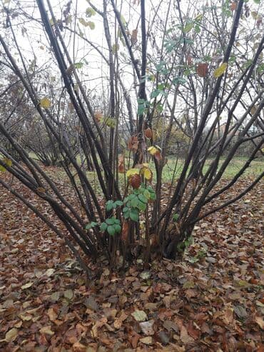 Moskviç: 5 otaqlı, 150 kv. m, Kredit yoxdur, Orta təmir — 7