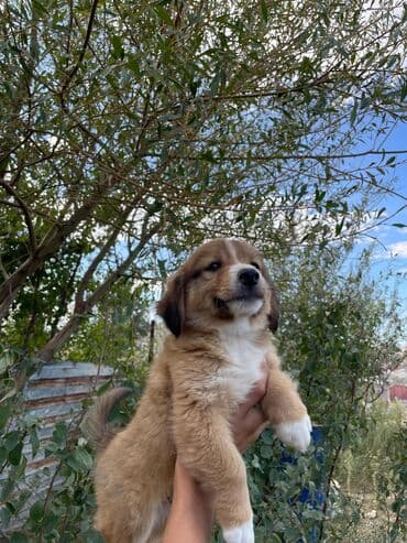 сколько стоит щенок акита ину: Звонок, 2 месяца, Самовывоз — 7