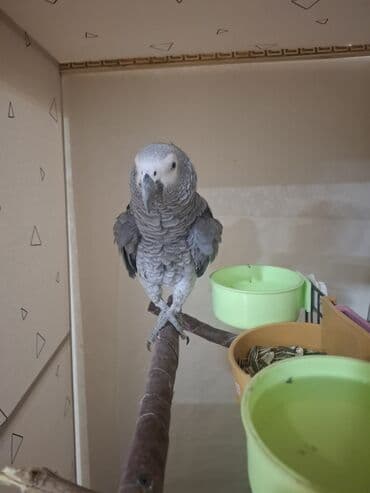 İtlər: Jako erkek damazlıq satılır. Tam sağlam quşdur. 3 yaşı var. qiymət — 6