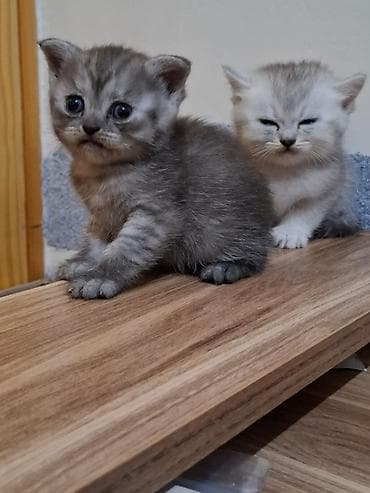 balaca heyvanlar: Şotland, Erkək, Dişi, Ünvandan götürmə — 3