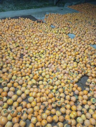 Digər qida məhsulları: Xurma (şahdərəyə) – toplu satış - Şəkillərdə gördüyünüz kimi bol — 4