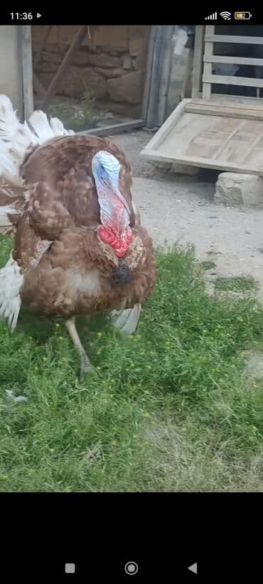 hinduşka əti qiyməti: Самка, Kanada, Для мяса, Платная доставка — 3
