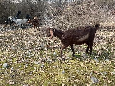 yerli keciler: Qırmızı-qəhvəyi rəngdə bala keçi - Cins: yerli dağ keçisi tipli — 8