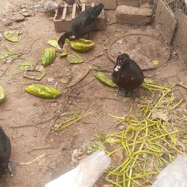 kayuqa ordək: Lal ördəklər macar sortu zümrüdü mirvari göy rəng balalarda satılır — 4