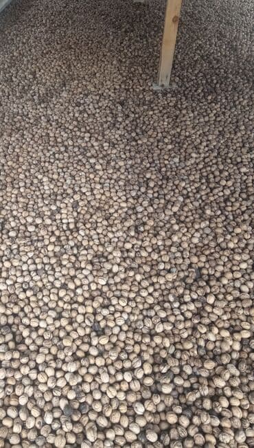 findiq ləpəsi: Qoz satılır bu ilin qizuda 200 250 kilo olar ama hamısın birliydə — 2