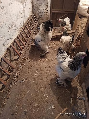 Keçilər, çəpişlər: Toyuq, Brama, Damazlıq — 4