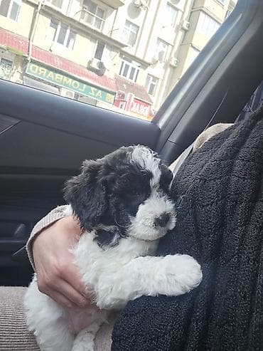 Pudel, 2 ay, Dişi, Pulsuz çatdırılma lalafo.az -da Pudel, 2 ay, Dişi, Pulsuz çatdırılma