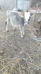 ineklerin satisi: Dişi dana — 3