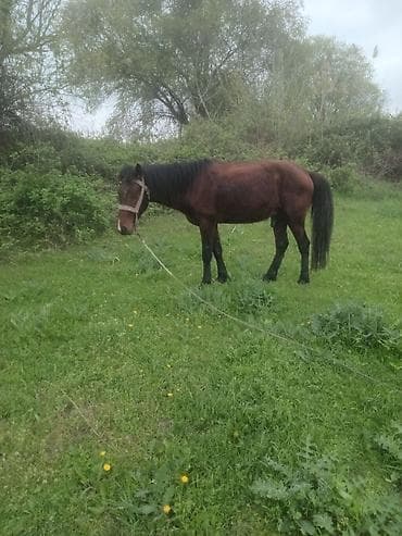cins qoyunlar satilir: Erkək, il: 5, Ünvandan götürmə — 4