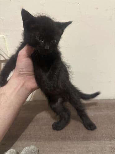 Gəmiricilər: Yaxşı əllərə — 5