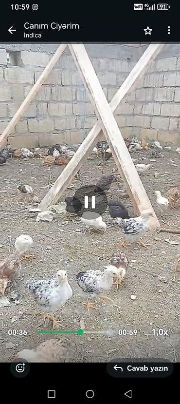 amadin satilir: Toyuq cücələri, Damazlıq — 2