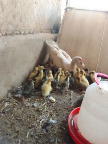 ingilis setteri it cinsinin digər adı nədi: Məhsul: Lal ördək (Muscovy) – damazlıq quşlar, balalar və kəsilmiş ət — 8