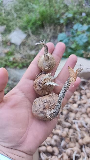 xlorofitum bitkisi: Produkt: Zəfəran/ (Crocus sativus) soğanaqları İri və qarışıq ölçüdə — 1