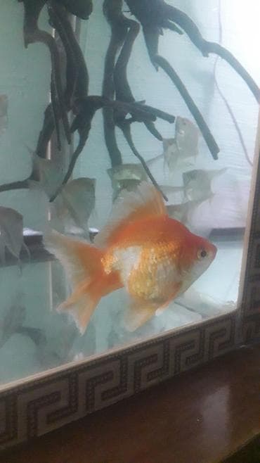 Quşlar: Qızıl balıq, Sülhsevər — 1