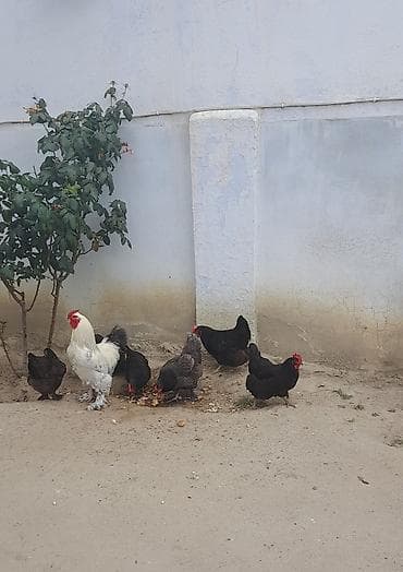 qara mal: Toyuq, Brama, Damazlıq — 4