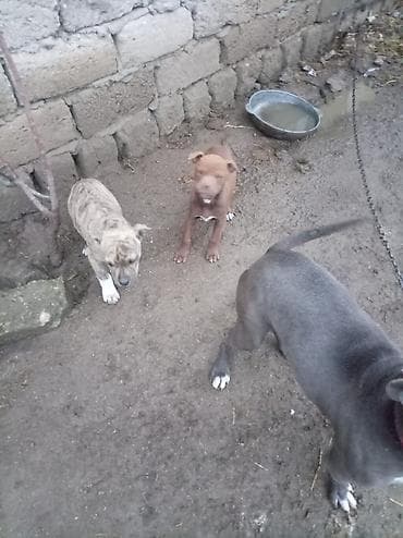 pitbul erkek: Pitbul, 2 ay, Dişi — 5