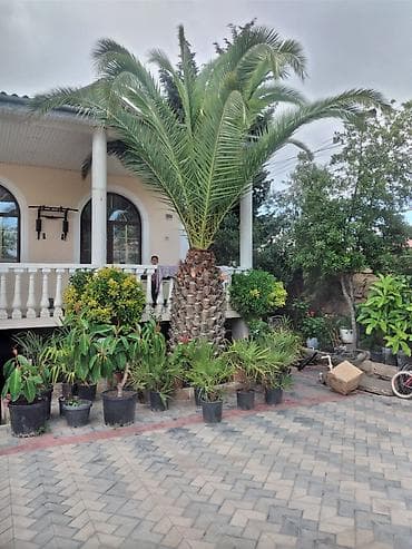 palma ağacı: Xurma (xurma xurması) və fan xurma (Washingtonia/Trachycarpus tipli) — 3