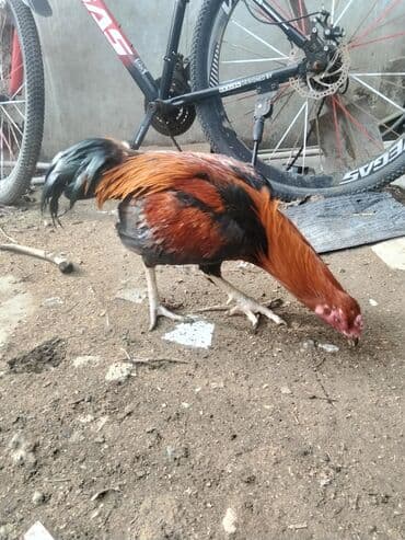 Digər heyvanlar: Xoruz, Heyratı, il: 1 — 1