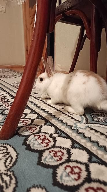 dovsan sekli: Ağ rəngli, qulaqları dik, burnu və kürəyində açıq-bej ləkələri olan — 3