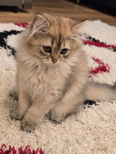 pişik dişi: Britan, Dişi — 4