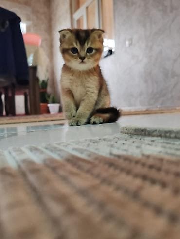 xacmaz heyvan bazari: Şotland yastı qulaq — 8