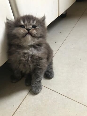 şotlan pişik: Şotland yastı qulaq, Erkək, Dişi, Yaxşı əllərə, Ünvandan götürmə, Pulsuz çatdırılma, Ödənişli çatdırılma — 44