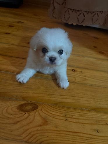 ev heyvanları: Pekines, 1 ay, Erkek, Pulsuz çatdırılma — 3