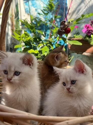 gencede heyvanlar: Qızıl şinşilla, Erkək, Dişi, Yaxşı əllərə, Ünvandan götürmə, Ödənişli çatdırılma — 8