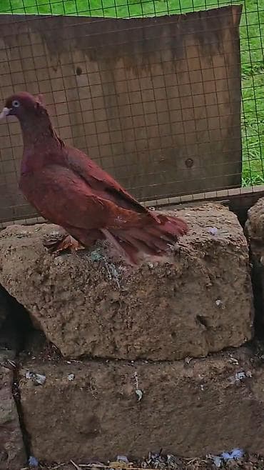 ordekler: Erekwy bala veren qan qirmzi — 2