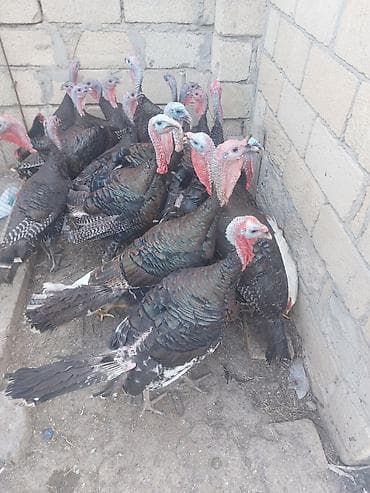 fireng qusu: Amerkan bornoz 6 ayliq — 1