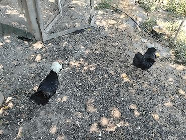 quşlar: Toyuq, Yumurtalıq — 4