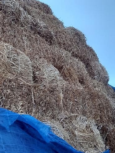 Аквариумы: Kimə ot saman lazim disa murcət eliyə bilər nəqedər lazim dısa var — 4