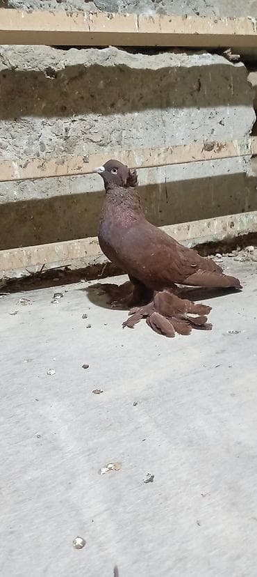 Balıqlar: Erkey kəkilli iri lələyli dekarativ saxlamıram deyə barter 5 quşnan — 1