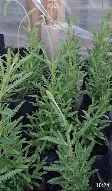 Саженцы деревьев: Lavanda fidanları – ətirli, dekorativ və məhsuldar,3 fəsil bol çiçək — 2