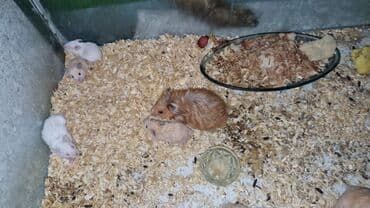 toyuq neçə gün kürt yatır: .
Sumqarnik kako rengli balalar dislemirler — 3