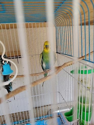 bala afçarka: ​🦜 SAĞLAM VƏ BAXIMLI TUTUQUŞULAR SATILIR! ​Ev şəraitində böyüdülmüş — 9