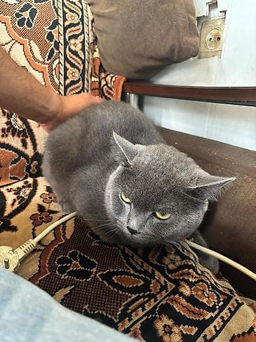 scottish fold satilir: Britan — 2