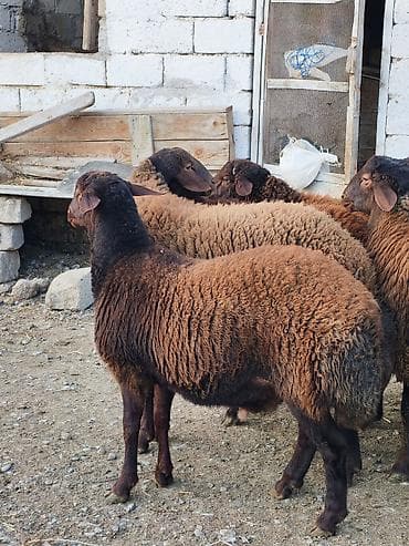 Qoyun – yerli cins, qəhvəyi-qara rəngdə sürü. - Məhsuldar, iri bədən