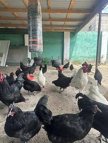 cuca: Toyuq, Australorp, Damazlıq — 8