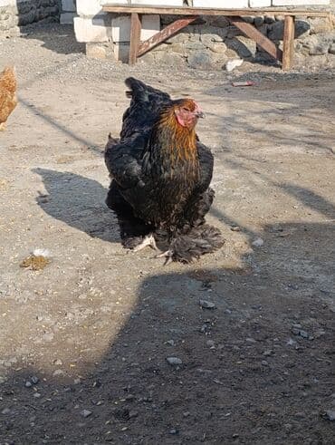 it yem: Toyuq, Brama, Damazlıq, Ödənişli çatdırılma — 1